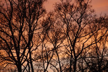 Kızıl kış günbatımında Alpler 'de yapraksız bir ağacın siluetinin arka planına karşı.