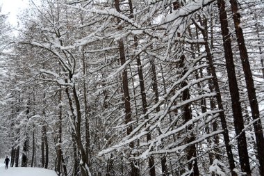 Piedmont Alplerinde karlı bir kozalaklı ormanda koşuyor..