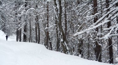 Piedmont Alplerinde karlı bir kozalaklı ormanda koşuyor..