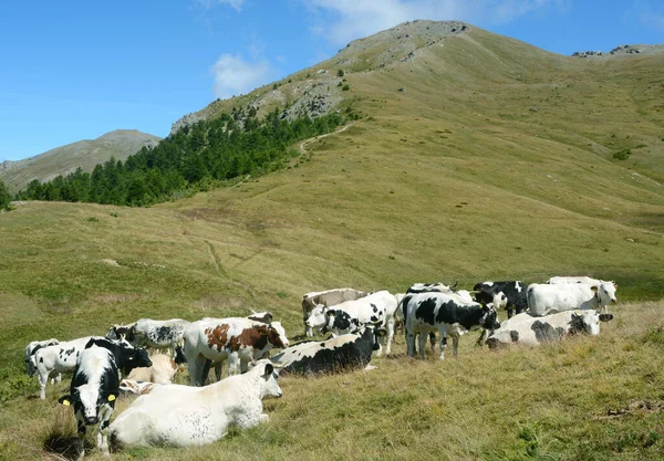 Piemonti Tehenek Sauze Oulx Réten — Stock Fotó