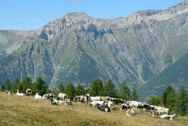 Piemonti Tehenek Sauze Oulx Réten — Stock Fotó