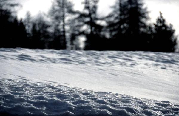 Skorupa Śnieżna Alpach Rozmytym Tłem Drzew Iglastych — Zdjęcie stockowe