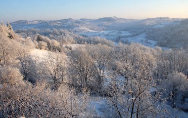 Kışın Piedmont tepelerindeki ormanlarda kar ve çiy taneleri.