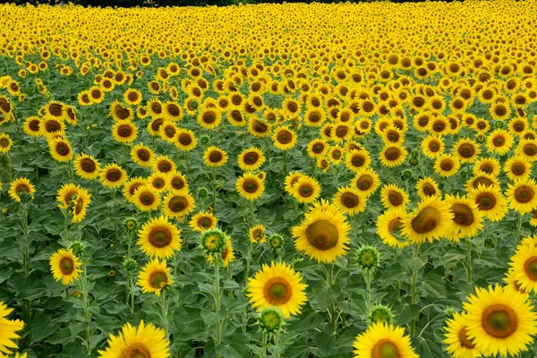 Sunflowers in a field create an amazing visual effect. In central Italy there are endless hills of these beautiful flowers especially in the Marche region that is close to Tuscany