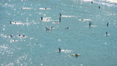 Yüzen ve yüzen yüzücülerin siluetleri Akdeniz güneşinde, Sardunya 'da bir plajda yüzer ve yüzer.