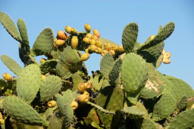 Dikenli armut, kaktüs familyasına ait sulu bir bitkidir ve Orta Amerika 'ya özgü ama Akdeniz havzası boyunca yaygınlaştırılmış opuntia cinsidir..