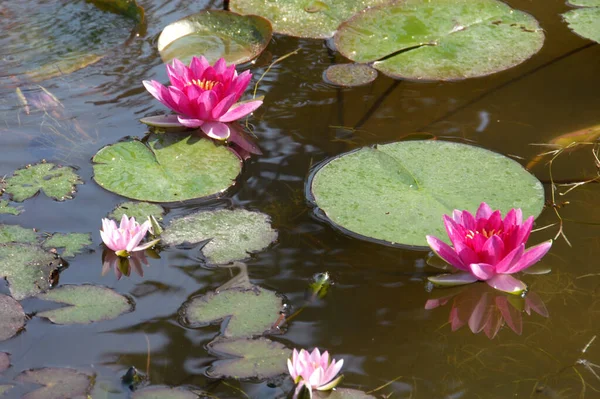 Su bitkileri, Victoria Waterlily 'nin göletlerdeki dev yaprakları gibi suyun yüzeyinde yüzen bitkilerin özel bir kategorisidir..
