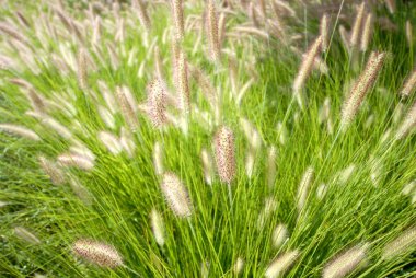 Uzun çiçeklerle rüzgarda savrulan yeşil tarla