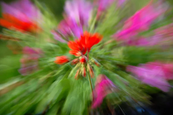 image of a geranium with zoom effect