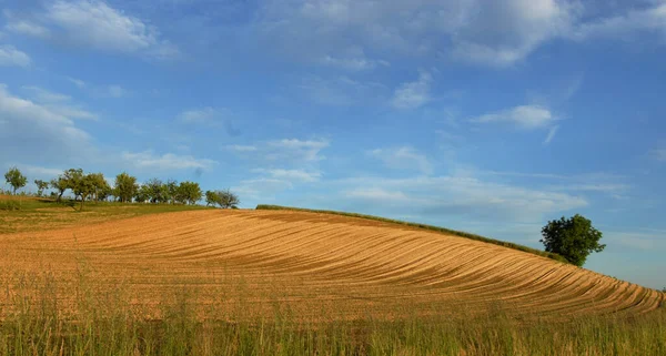 Campo Dourado Trigo Junho Enquanto Vento Verão Sopra Nas Colinas — Fotografia de Stock