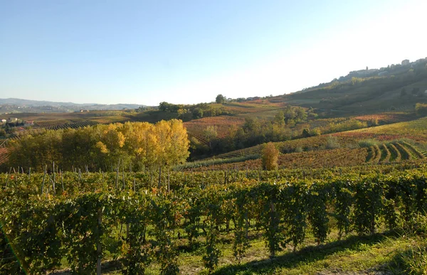 Podzim Langhe Piemontu Zázrak Teplých Barev Žlutými Listy Vinic Kopců — Stock fotografie