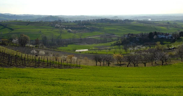 Colline Piemontesi Provincia Alessandria Sono Molto Dolci Con Antichi Borghi — Foto Stock