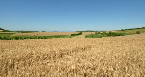 Goldenes Weizenfeld Juni Während Der Sommerwind Auf Den Hügeln Des — Stockfoto