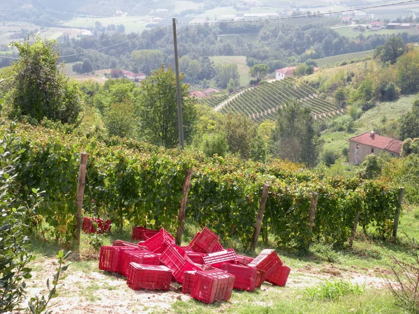 Piemonte Langhe Ben Történő Szüretelés Ünneplés Pillanata Mustba Csomagolva Szőlőkbe — Stock Fotó