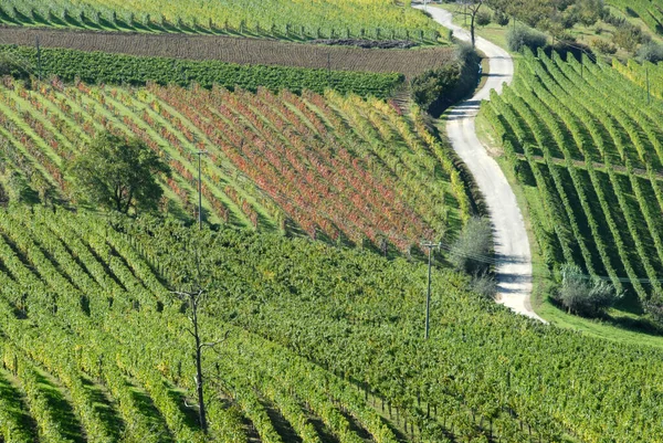 Виноградник Представляет Собой Участок Земли Посвященный Монокультуре Виноградной Лозы Ланге — стоковое фото