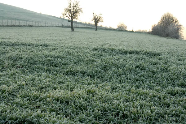 Mattina Inverno Con Sole Che All Alba Illumina Campi Grano — Foto Stock