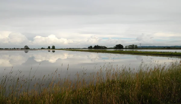 Zaplavené Rýžové Pole Piemontu Kde Květnu Provincie Vercelli Zrcadlem Vody Stock Obrázky
