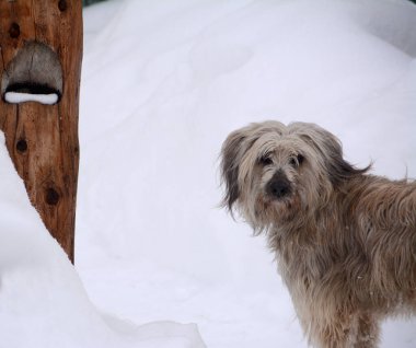 Tibet Teriyeri aslen Tibetli bir köpek cinsidir. Yüzyıllar boyunca hem insanlar hem de asiller tarafından yetiştirilmiş ve saygı görmüştür..