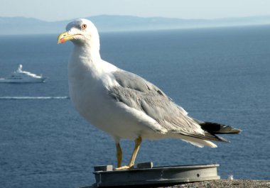 Uçaktaki martılar çok güzel ve zarifler. Yakından büyük bir gagaları olduğunu ve çok büyük olduklarını görüyoruz.                                       