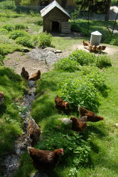 Poules Coqs Poulets Dans Enceinte Poulailler Dans Les Alpes Piémont — Photo