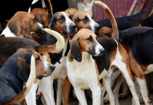 Köpeği Genellikle Tavşan Sülün Tilki Yaban Domuzu Gibi Hayvanları Avlamak — Stok fotoğraf