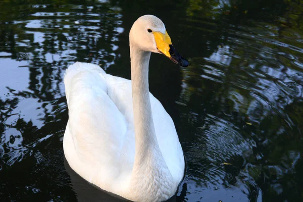 Cigno Lago Con Sua Eleganza Bellezza Forse Aggressivo Raffinato Nel — Foto Stock