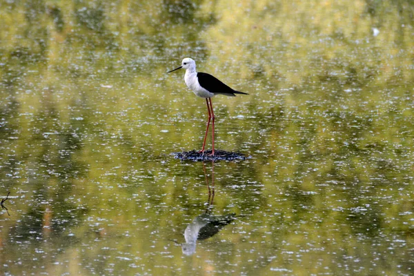 Knight Italy Bird Can Found Ponds Lake Areas Here Park — Stock Photo, Image