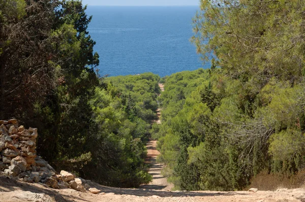 Путь Морю Средиземноморском Лесу Регионального Природного Парка Порто Сельваджо Саленто — стоковое фото