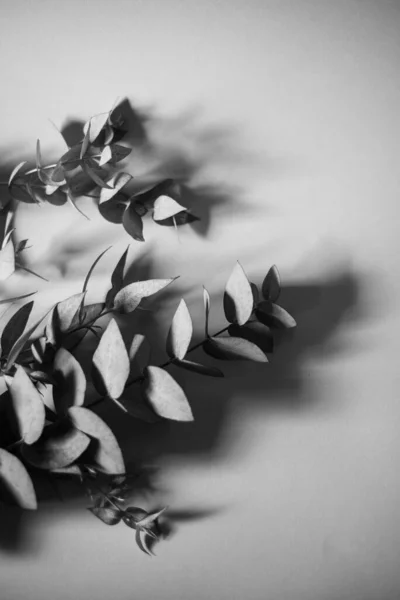 Frische Eukalyptuszweige auf grauem Hintergrund, hartes Licht, minimalistisches Konzept. Schwarz-Weiß lizenzfreie Stockbilder