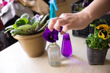 Evin içinde bahçe makasıyla bahar çiçeği, mor, sarı ve beyaz çiçekler kesen bir kadının elleri. Ev işleri, yaşam tarzı, yaşam tarzı..