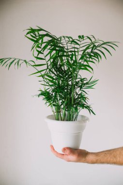 Beyaz kollu erkek elleri beyaz bir duvarın arka planında kahverengi bir tencere ve chamedorea tutuyor..
