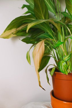 Spatthiphyllum bitkisinin yapraklarını kapatın. Beyaz arka planda kahverengi bir tencerede Spatthiphyllum çiçeği. Ev bitkisi bakım konsepti. Modern minimalist yaratıcı ev dekorasyonu konsepti, bahçe odası.