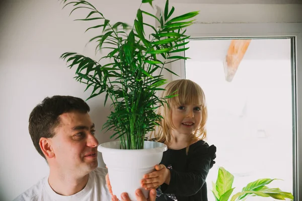 Papà e figlia si stanno divertendo nel giardino di casa, tenendo una pentola marrone con Chamaedorea elegans sullo sfondo di un muro bianco. Concetto di cura delle piante domestiche. Foto Stock Royalty Free