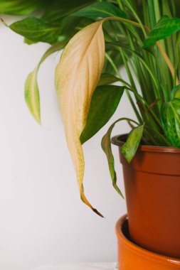 Spatthiphyllum bitkisinin yapraklarını kapatın. Beyaz arka planda kahverengi bir tencerede Spatthiphyllum çiçeği. Ev bitkisi bakım konsepti. Modern minimalist yaratıcı ev dekorasyonu konsepti, bahçe odası.