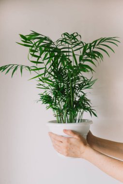  Beyaz kollu kadın elleri beyaz bir duvarın arka planında kahverengi bir tencere ve chamedorea tutuyor..