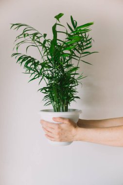  Beyaz kollu kadın elleri beyaz bir duvarın arka planında kahverengi bir tencere ve chamedorea tutuyor..