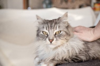 İnsan eli tarafından okşanmaktan hoşlanan mutlu gri tüylü bir kedi..