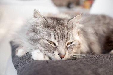 İnsan eli tarafından okşanmaktan hoşlanan mutlu gri tüylü bir kedi..