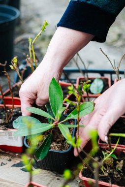 Bahçeyle ilgilenen, fideleri eken yaşlı bir kadının elleri. Ev işleri, sürdürülebilirlik, kırsal yaşam tarzı..
