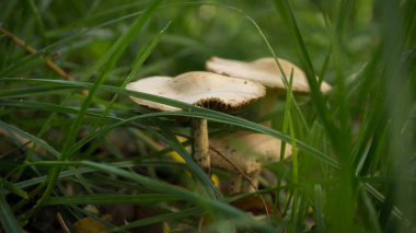 Yağmurdan sonra ormanda mantarlar yetişir.