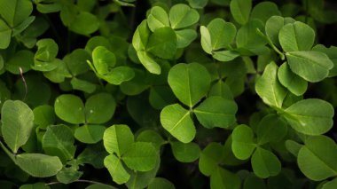 Parlak ve sulu yonca bir açıklık, şansını ara.