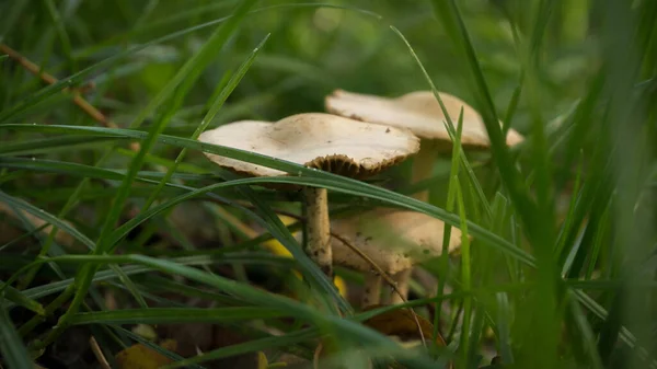 Paddenstoelen groeien in het bos na regen — Stockfoto