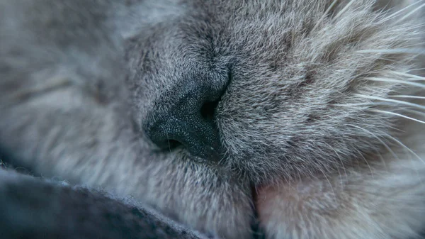 Lindo cara de un blanco durmiendo gato — Foto de Stock