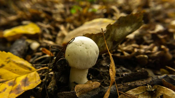 Kleine paddestoel groeit in de herfst in het bos tussen de gevallen bladeren — Stockfoto