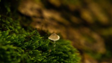 Yeşil sulu yosunların arasında büyüyen küçük tatlı mantarlar