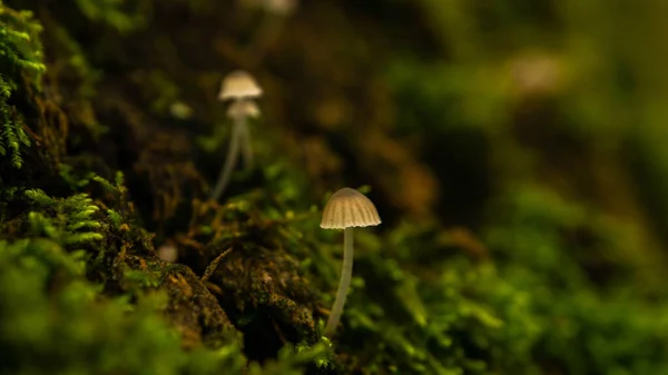 Kleine schattige paddestoelen groeien tussen de groene sappige mos — Stockfoto