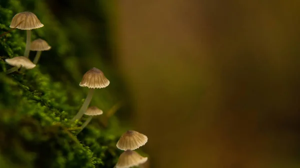 Kleine schattige paddestoelen groeien tussen de groene sappige mos — Stockfoto