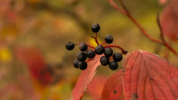 成熟的浆果在秋天五彩缤纷的灌木上 — 图库照片