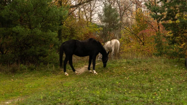 两匹马在森林附近的秋天的草地上吃草 — 图库照片