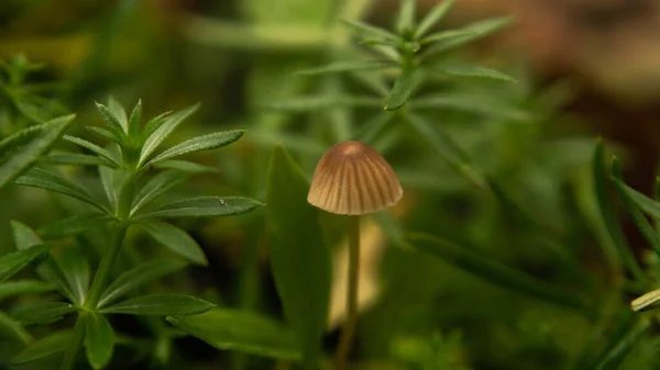 Kleine bruine paddestoel tussen kleurrijk groen, herfst — Stockfoto